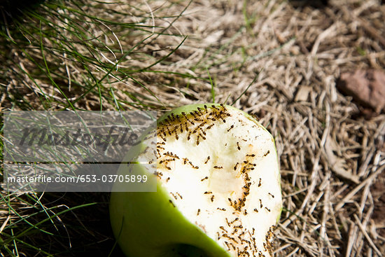 Ants Eating Food