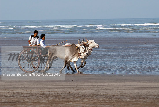 Indian Oxen