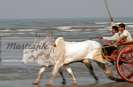 Indian Oxen