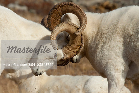 Fighting Sheep