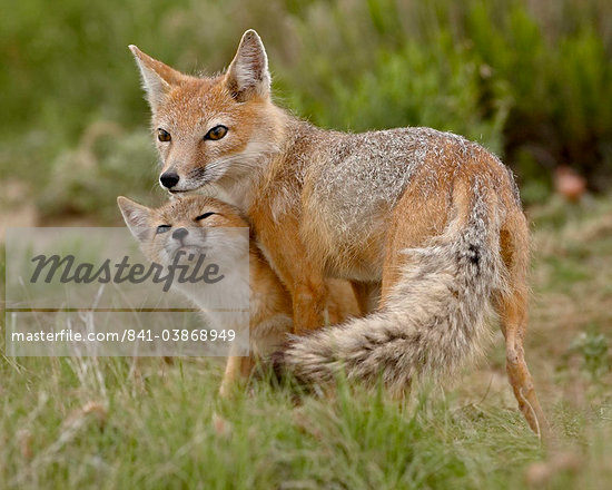 Vulpes Velox