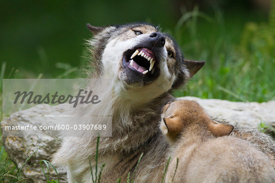 Baby Timber Wolves