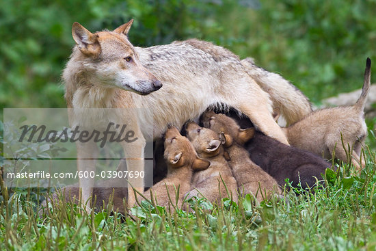 Baby Timber Wolves