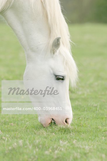 White Horse Eating