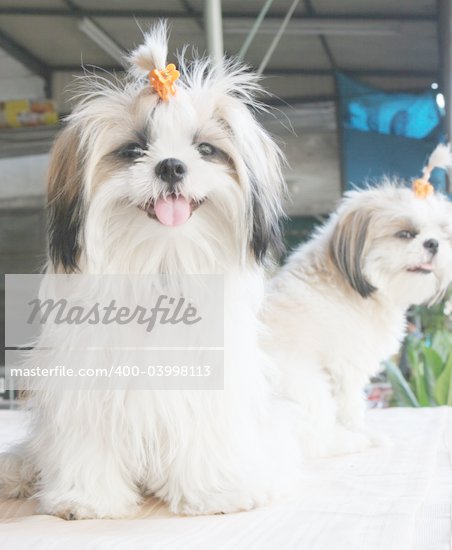 White Furry Puppies