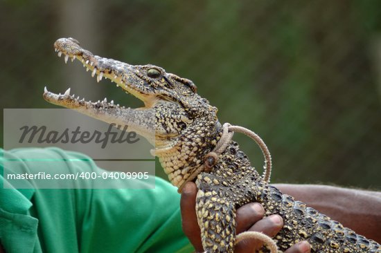 Man Holding Alligator