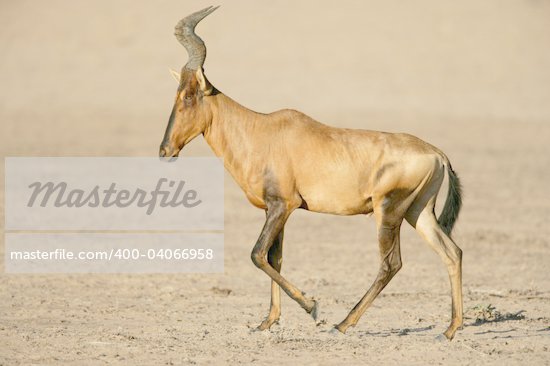Kalahari Desert Animals