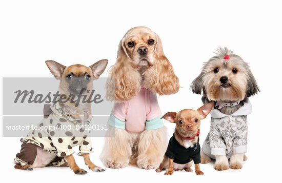 cocker spaniel clothes