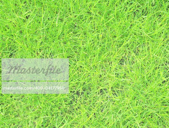 Bright Grass Texture