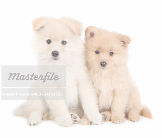 Small Pomeranian Puppies