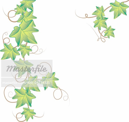 Ivy Leaf Border