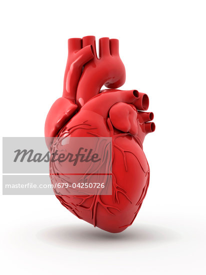 Cardiac Vessels