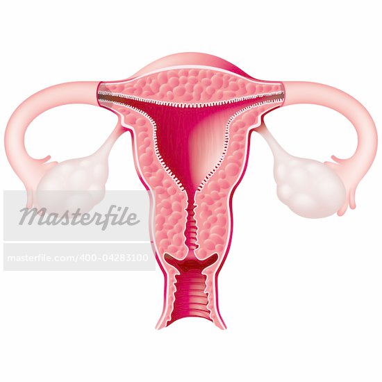 female uterus diagram