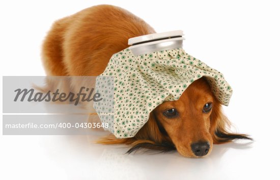 Dog With Headache