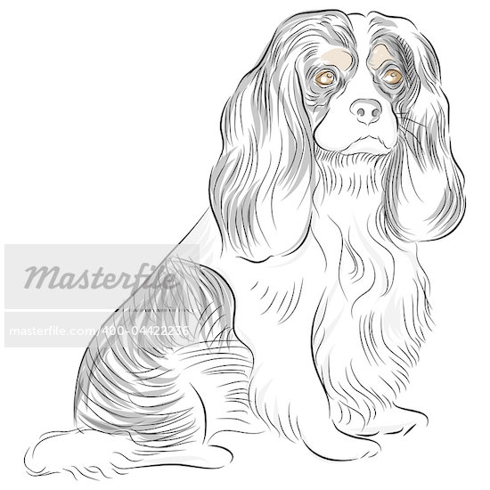 king charles clipart