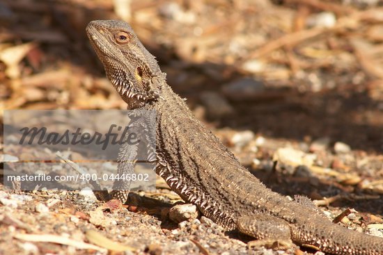 Aboriginal Dragon