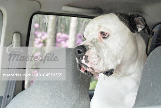 American Bulldog Muzzle