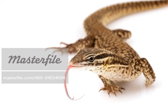 Reptile White Background