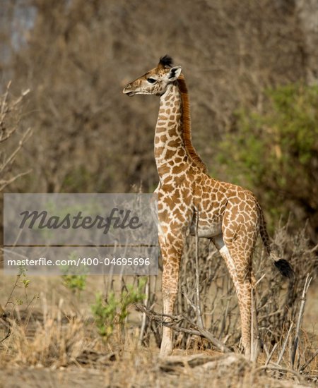 Giraffe Side Profile