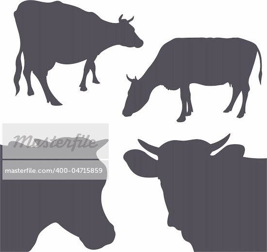 Cattle Illustration