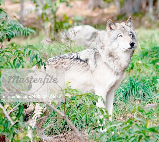 Wolf Standing Up