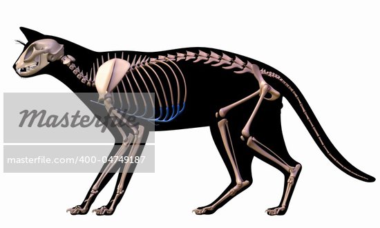 Cat Tail Skeleton