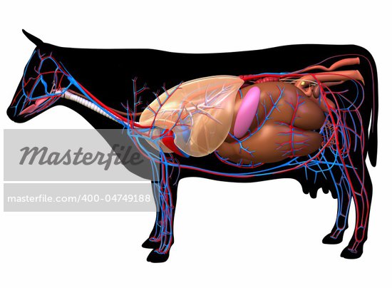 Cows Respiratory System