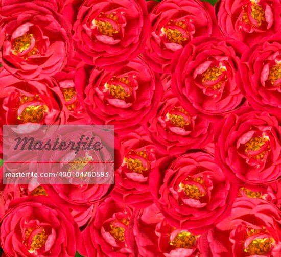  Romanticism rose sherjaca Artist Valentine 39s day wallpaper wedding