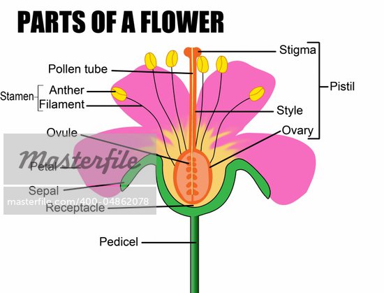 plant ovary diagram