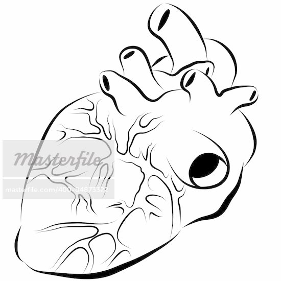 Human Heart Graphic