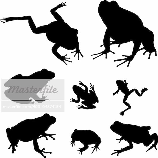 Free Frog Vector