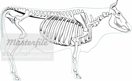 Skeleton Cow