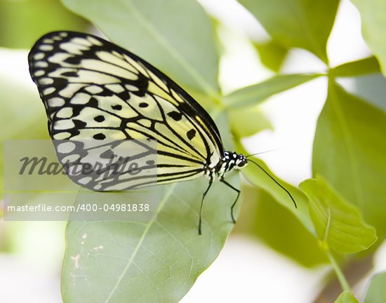 Butterfly Eating Nectar