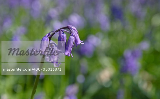 Single Bluebell