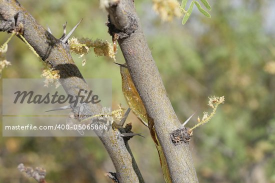 Mesquite Bush