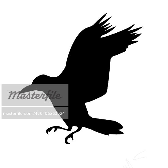 Cartoon Raven Bird