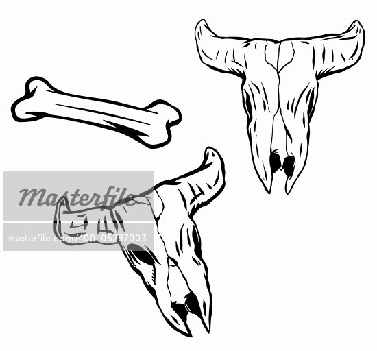 Bull Skull Designs