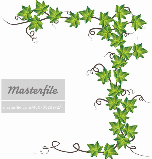 Ivy Leaf Border