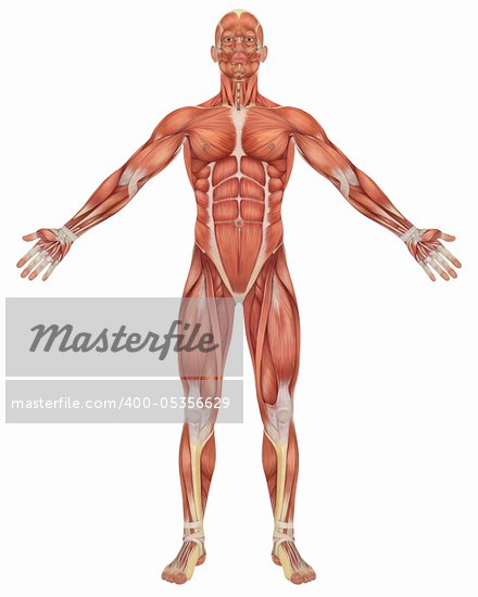 Male Body Front
