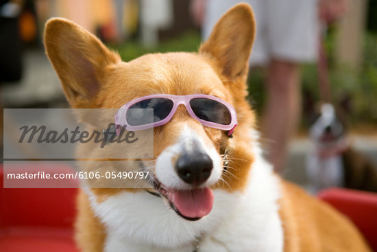 Corgi Sunglasses