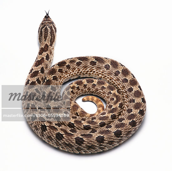 snake curled up