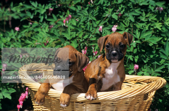 Old Fashioned Boxer