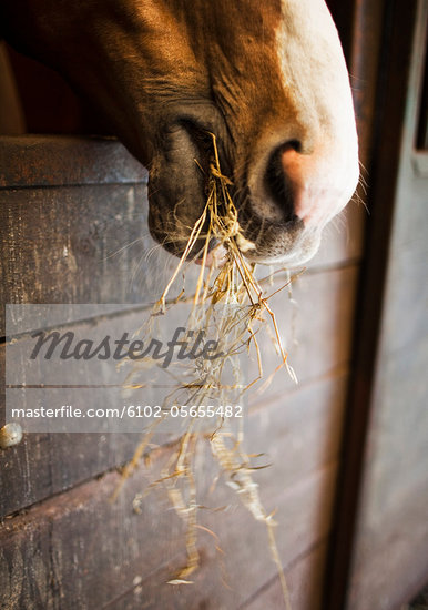 Chewing Hay