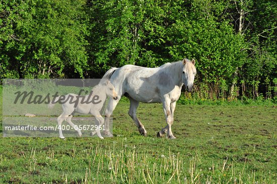 Baby White Horse