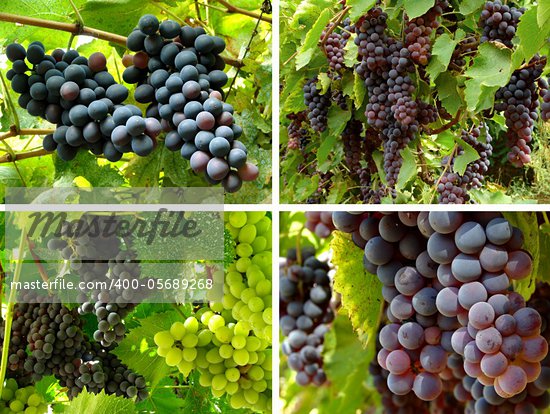 Different Color Grapes