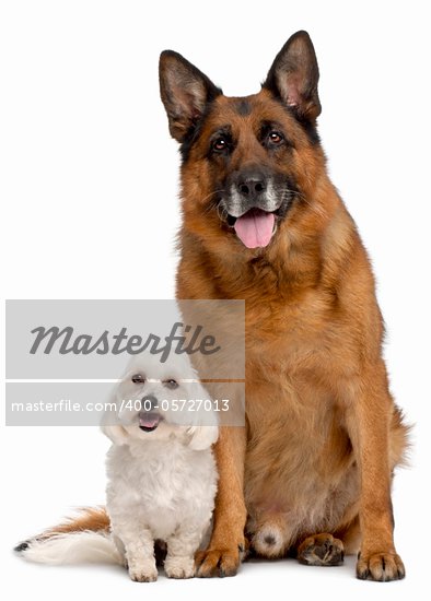 Brown Alsatian