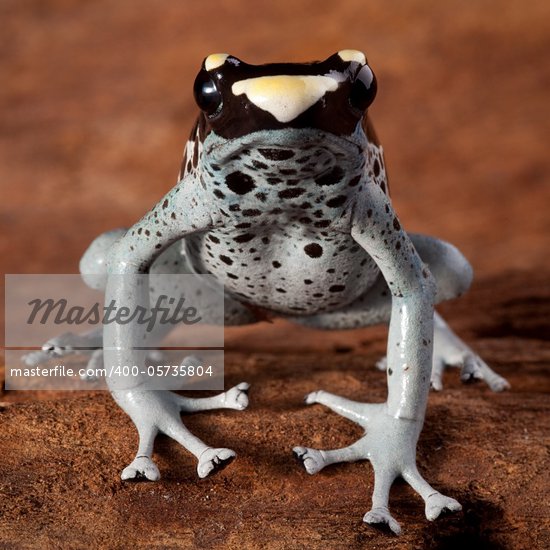 Brazil Frog