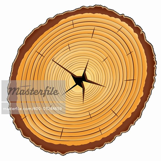 Log Cross Section