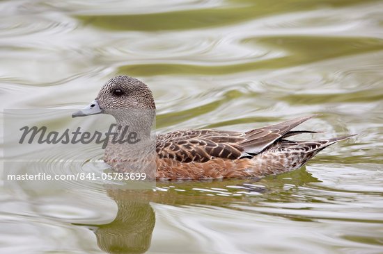 baldpate bird