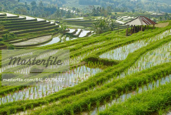 Asian Rice Paddies